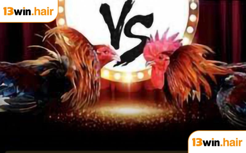 Chiến lược tham gia đá gà Thomo hiệu quả tại 13WIN 