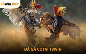 Đá Gà C2 - Sân Chơi Hấp Dẫn Hàng Đầu Tại 13WIN