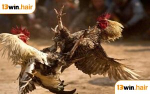 Đá Gà Cựa Sắt 13WIN - Điểm Hẹn Giải Trí Chọi Kê Hấp Dẫn Nhất Năm 2025