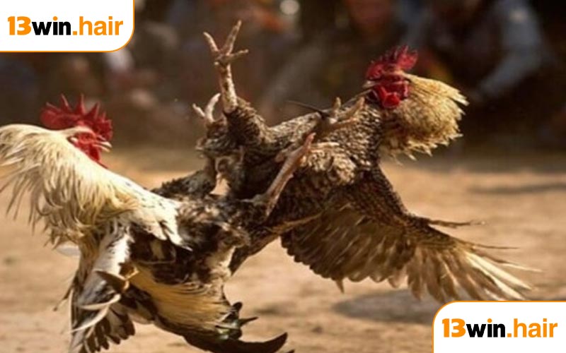 Đá Gà Cựa Sắt 13WIN - Điểm Hẹn Giải Trí Chọi Kê Hấp Dẫn Nhất Năm 2025