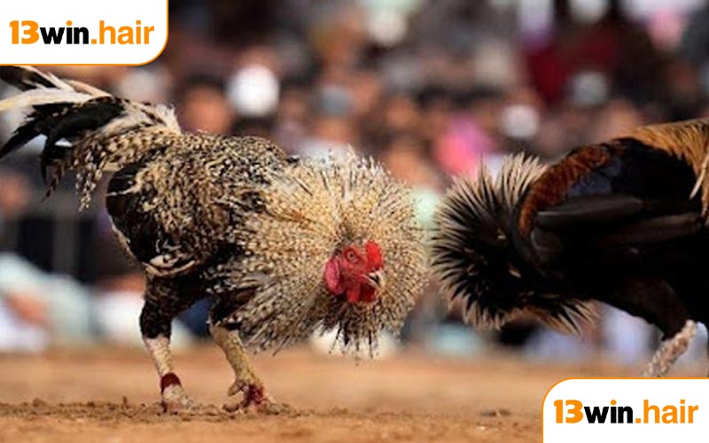 Giới thiệu về đá gà cựa sắt 13WIN