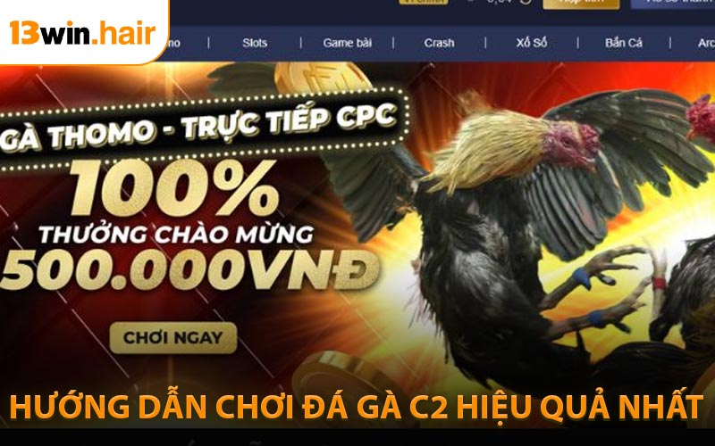 Hướng dẫn cách chơi đá gà C2 hiệu quả nhất