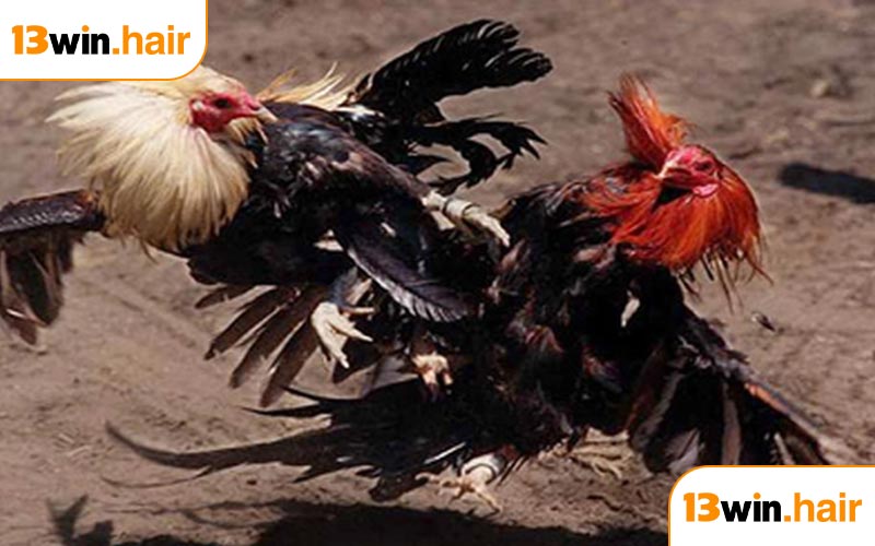 Những đặc điểm lôi cuốn của đá gà cựa sắt 13WIN