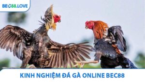 Kinh Nghiệm Đá Gà Online BEC88 Chiến Thắng Mọi Sàn Đấu