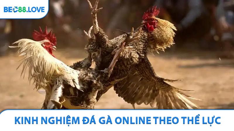Kinh nghiệm đá gà online theo thể lực chiến kê