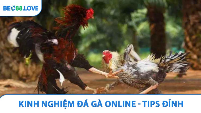 Kinh nghiệm đá gà online với những tips đỉnh từ giới cao thủ